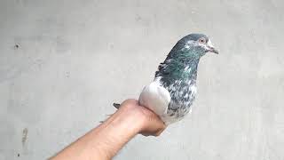 Special Farmaish 11