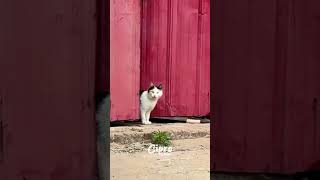 Mira Lo Que Está Mamá Gata Hace Por Cuidar A Su Bebé
