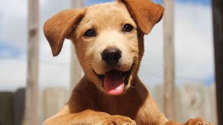 TOP 10 dog barking videos compilation 2019 ♥ Dog barking sound Funny dogs