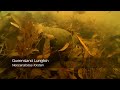 Queensland Lungfish & Mary River Turtle