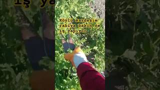Köylü Iş Başında