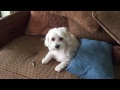 Dog Gets Caught | Tissue Bandit