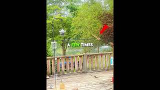 When The Squirrel Outsmarts The Human Garrygates58Tt