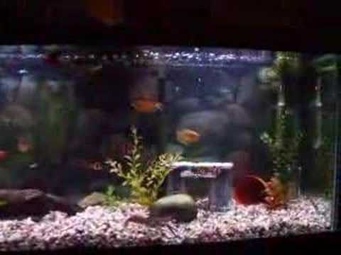 Meet our fish (and our crayfish)
