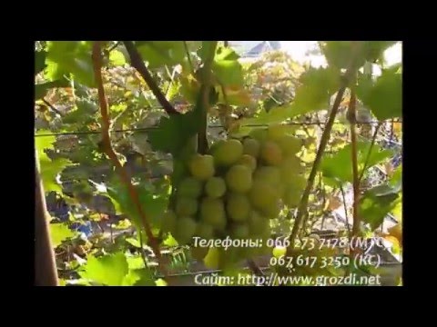 Сорт винограда карпова Сорт винограда карпова