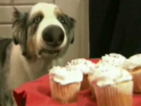 Stains The Cupcake Dog Makes A