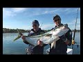 Trailer Boat Kingfish