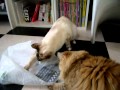 袋にインシテミル