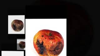 OUR NEW INTRO FOR ROTTEN APPLE!!!