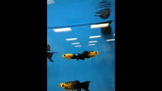 Lyretail Den Panda Molly Fish. Black And Yellow
