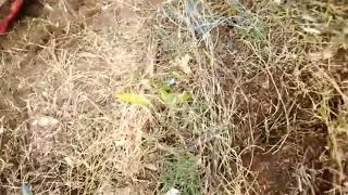 Eicher kali kmaro k jor top funny