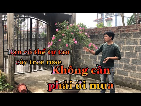 HOA HỒNG THÂN GỖ TREE ROSE.CÁCH TẠO CÂY TREE ROSE TỪ CÂY NHỎ.CHUẨN GARDEN TV