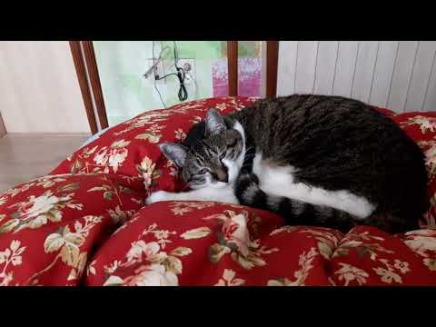 호기심 많고 많이 자던 고양이 이젠 잠만 많이 잔다 호기심 많고 많이 자던 고양이 이젠 잠만 많이 잔다