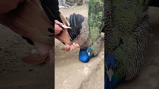 Punkh Cutting Birds