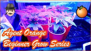 Agent Orange Beginner Grow Series Germination And Seedling Phase