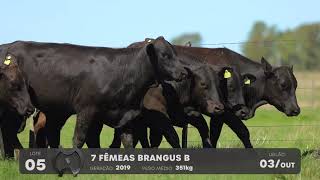 LOTE 05 - VENTRES BRANGUS - LEILÃO SÃO BIBIANO 2021