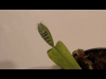 BUG EATING PLANT! Venus Fly Trap