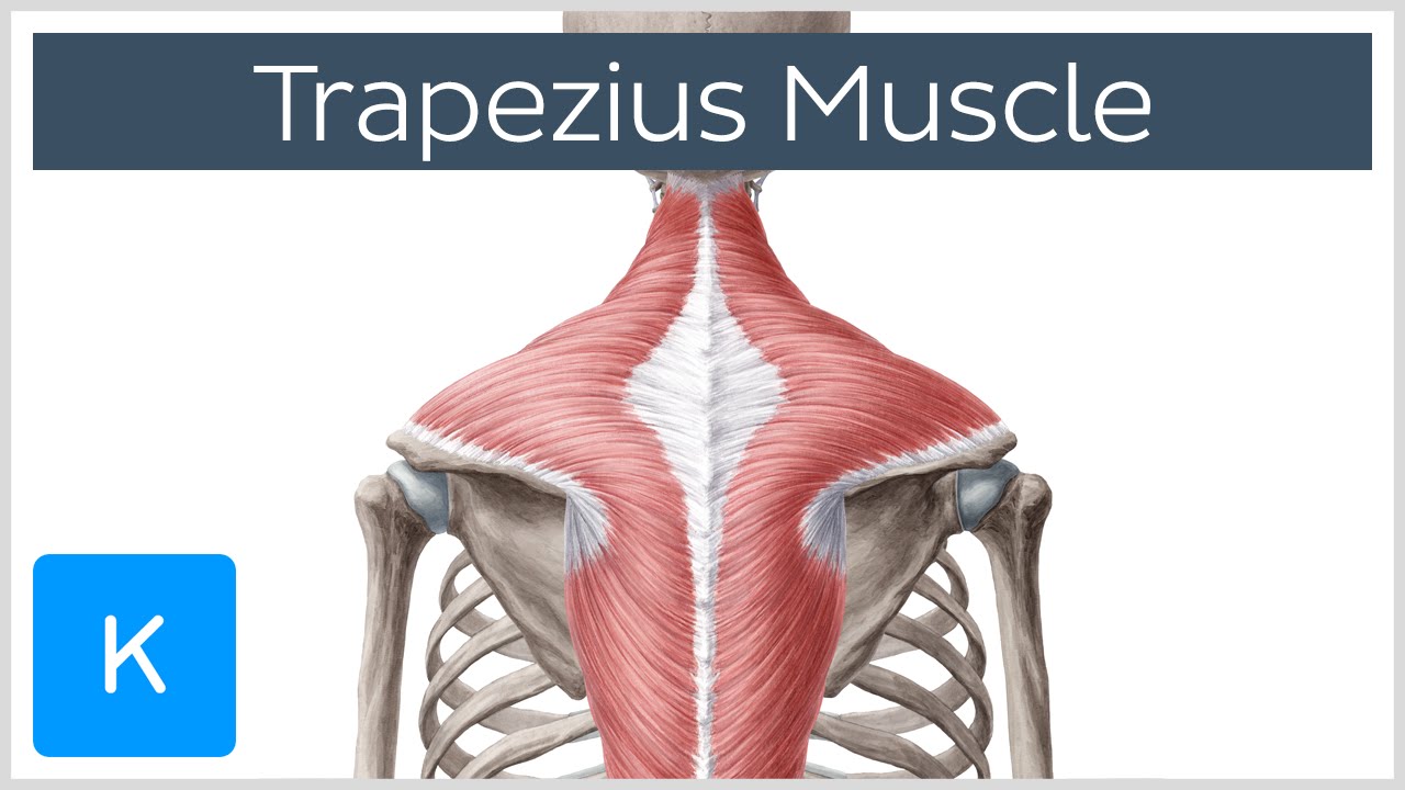 Trapezius Muscle - Function, Origin, Insertion & Innervation - Human