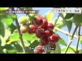 動画で見る「コーヒーができるまで」(1)コーヒー豆と主要なコーヒー生産国