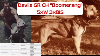 Honoring Davis Gr Ch Boomerang 3Xw A Photo Journey Through Apbt Gamedog History