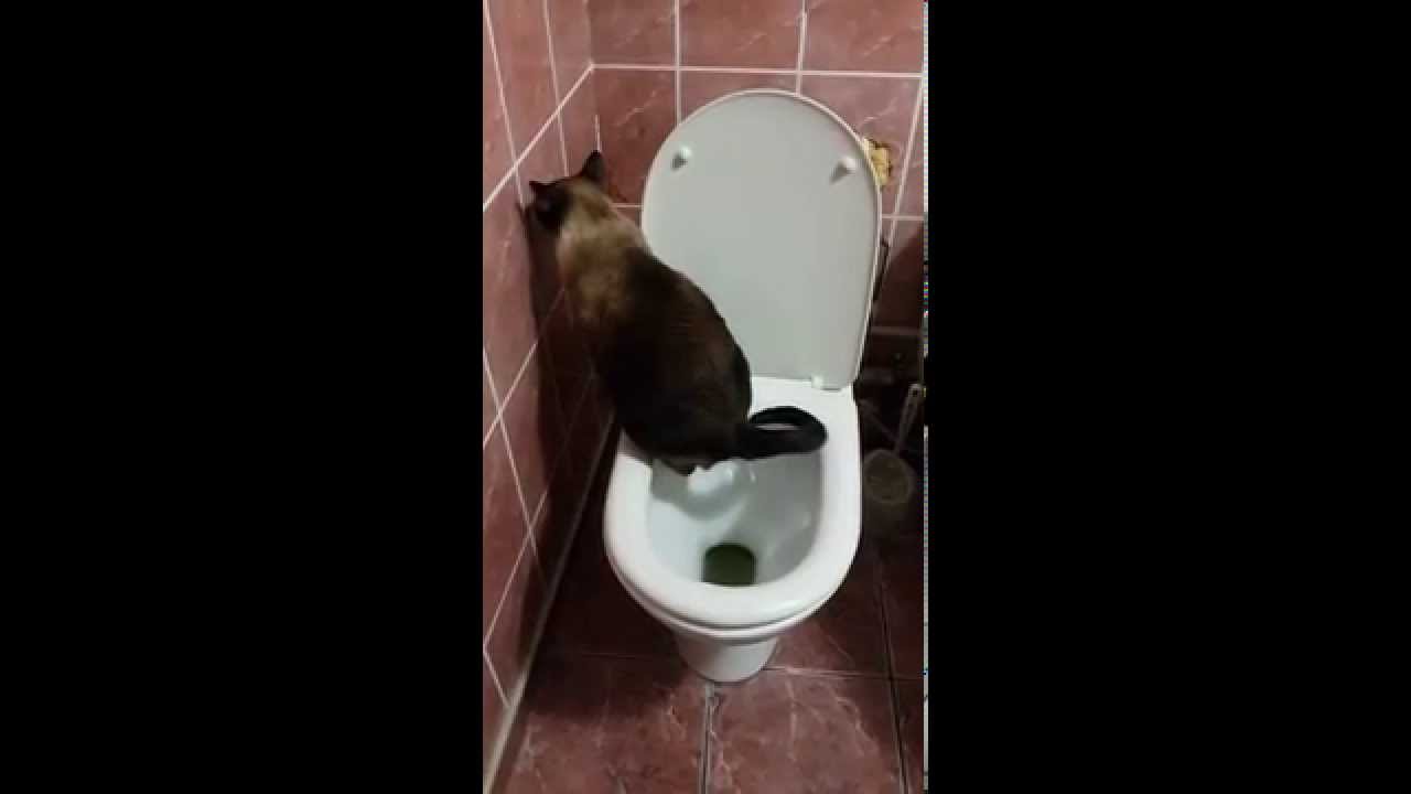 Надя присосалась к хую в туалете 