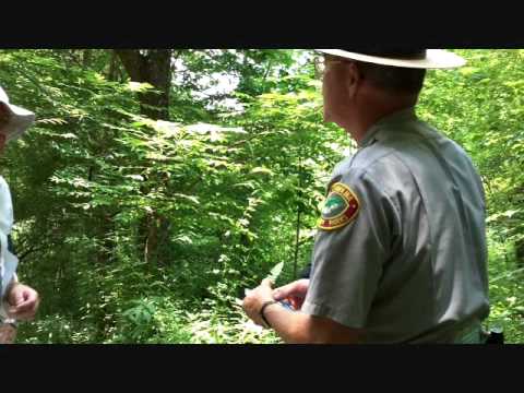 Bracken Fern and life cycle.wmv Video Bracken Fern and life cycle.wmv Video