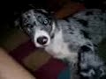 Dog filled weekend Private Boarding EMBARK clients