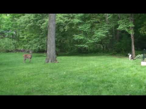 funny deer pictures. Funny Deer Videos | Funny Deer