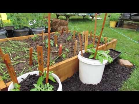 Growing Two Peppers in a Single 5 Gallon Containers - The Rusted Garden 2013 Peppers Can Be Grown In Containers You Can Grow Two Peppers In...