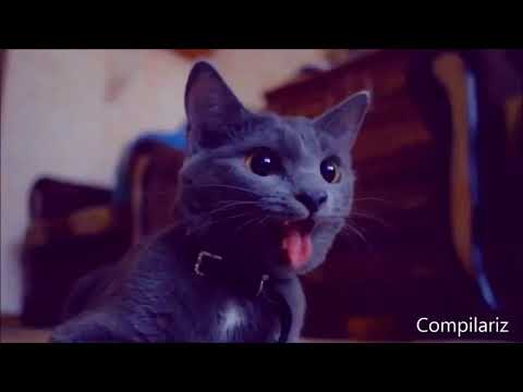 Funny Cats Compilation