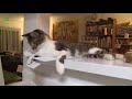 Funny Cats Compilation