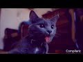 Funny Cats Compilation