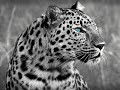 Edu Imbernon & Los Suruba feat. Daniel Wilde - Leopard (Sascha Braemer & Dan Caster Remix)