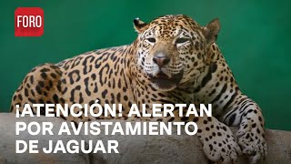 Turistas Captan Jaguar En Calles De Campeche  - Expreso De La Mañana