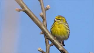 Watch Luka Bloom My Singing Bird video