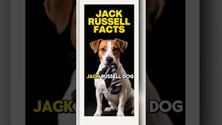 Jack Russell Facts 101 Fun Small Dog Breed Information Guide & Top Training Tips You Need To Know