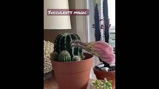 Succulents Magic