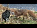 Южно-Камчатский кот и лиса. Знакомство. (Полная версия)