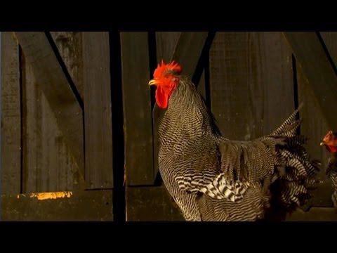 Types of Chickens | Farm Raised Classics With P. Allen Smith Types of Chickens | Farm Raised Classics With P. Allen Smith