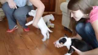 Miniature Bull Terrier Puppies From The Kennel Terra Viva