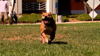 Roxy The American Staffordshire Terrier