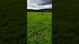 Staffordshire Bull Terrier,Glenstaffy Girl Chloe & Son Maximus