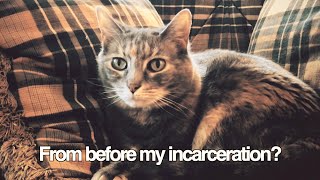 James Veitchs Extraordinary Cat Video
