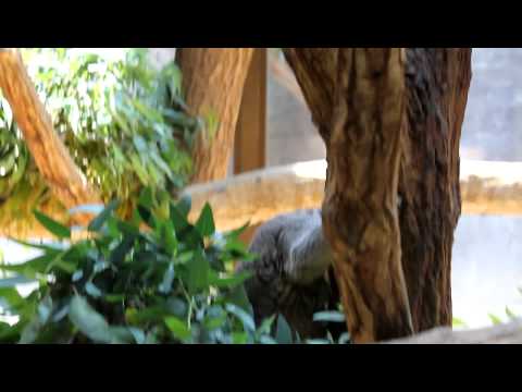 チロル　（コアラ）　：2010年6月12日、東山動物園（名古屋）