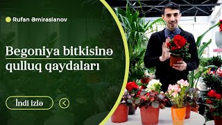 Begoniya Bitkisinı Qulluq Qaydaları