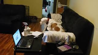 Meryl and the dogs 2