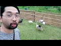 Meanwhile, Back on The Farm: Farm Fails | FailArmy