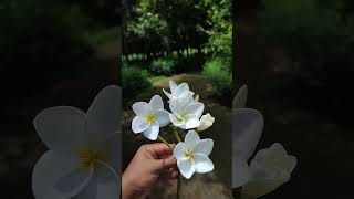 Khat Gulap Ar Sadar Mayai ....