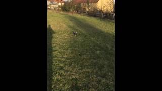 Staffordshire Bull Terrier Dressage Obéissance Lady 4 Mois