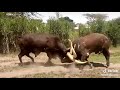 Ankole bulls weigh strengths at SKV Farm Karagwe Kagera Tanzania